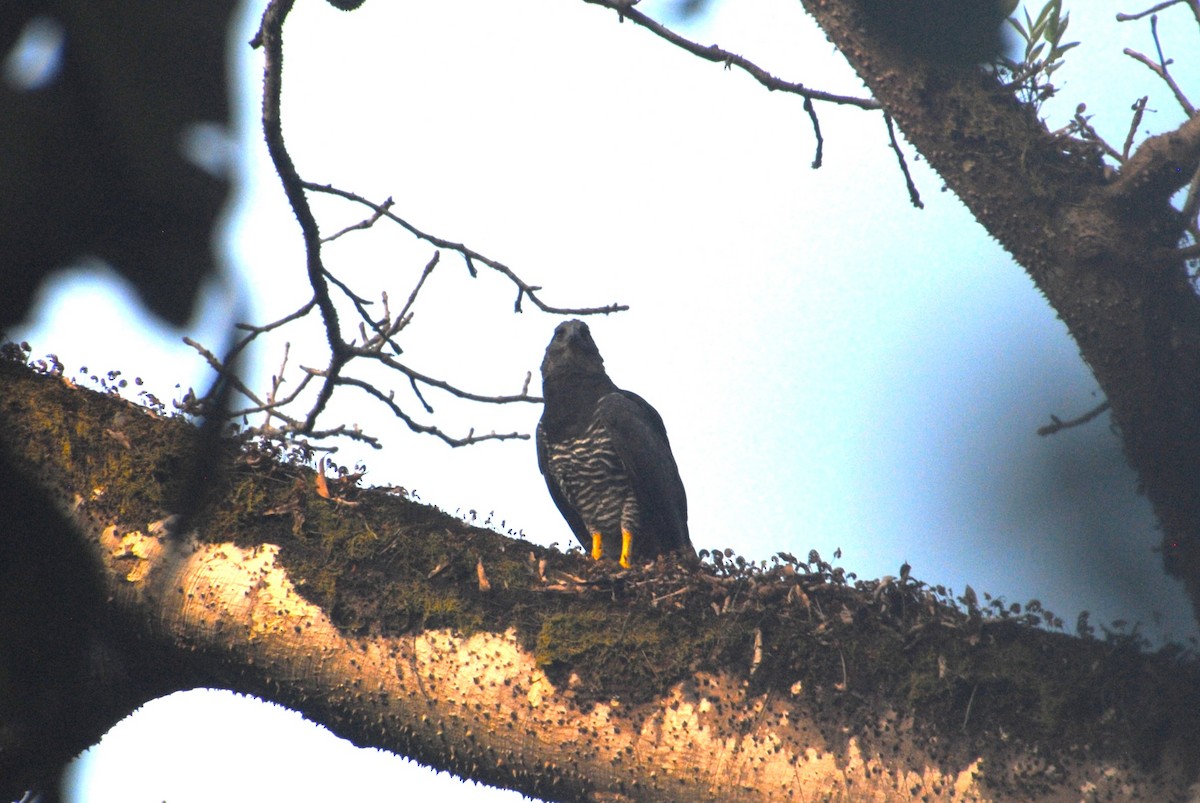 Crested Eagle - ML641832866