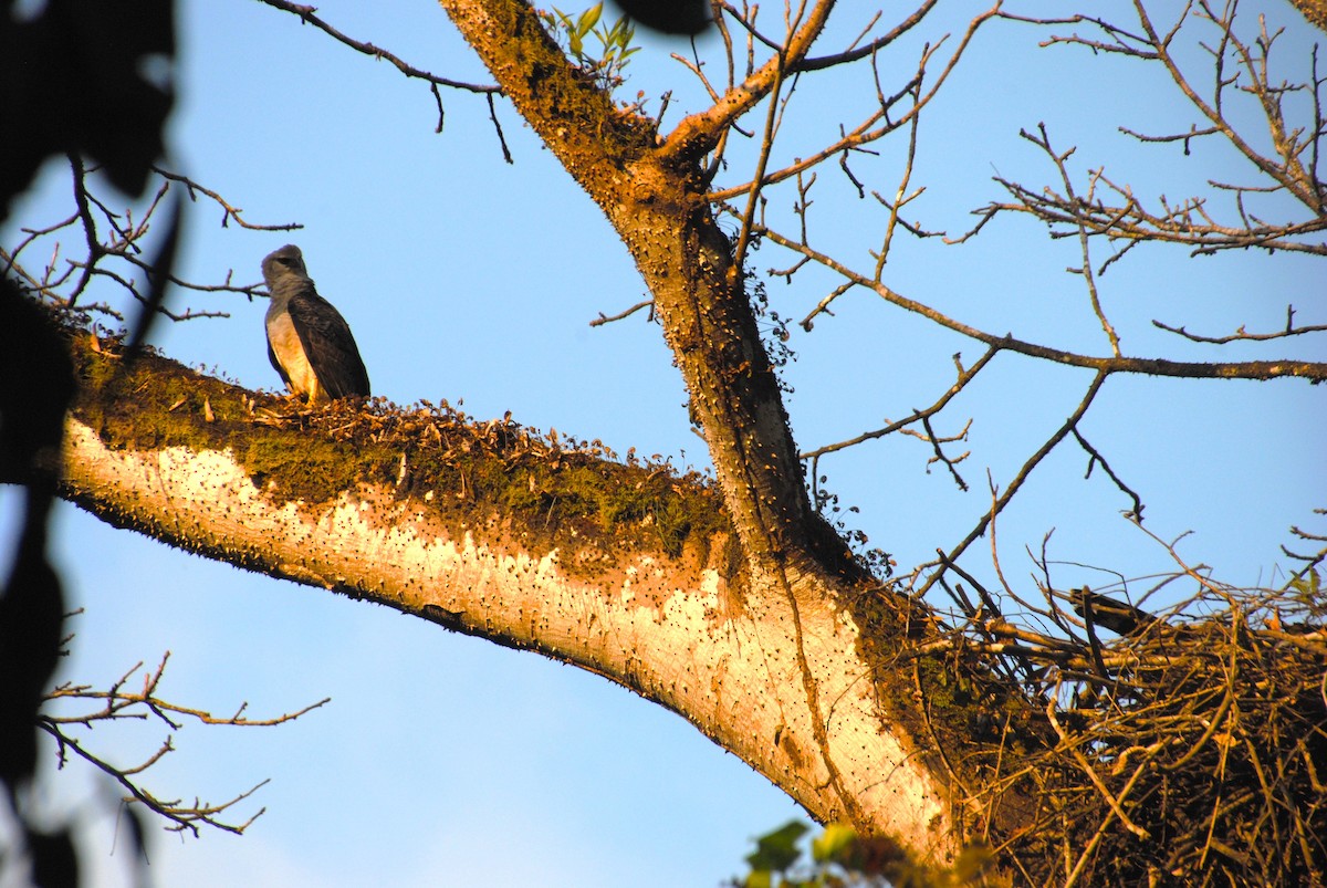 Crested Eagle - ML641832867