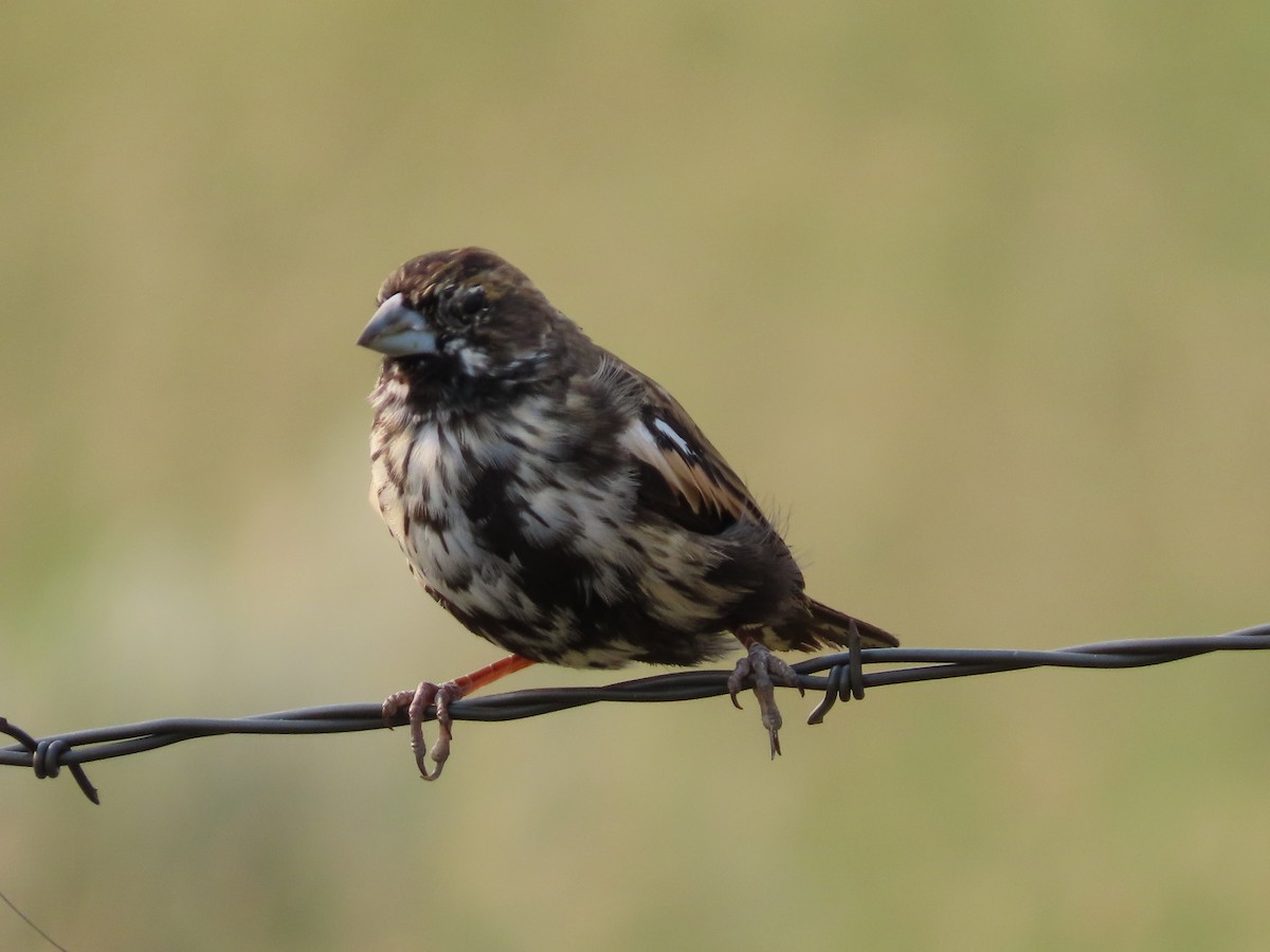 Lark Bunting - ML641832914