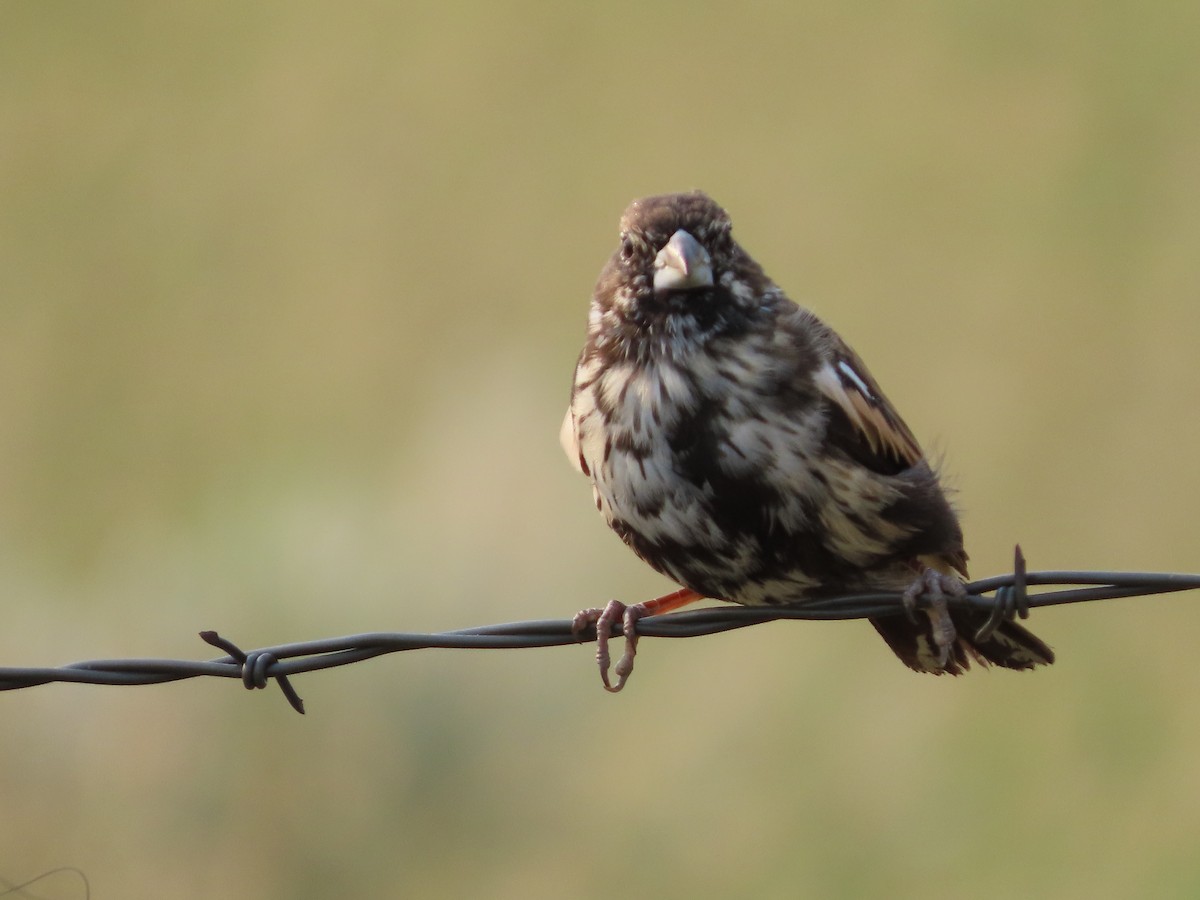 Lark Bunting - ML641832915