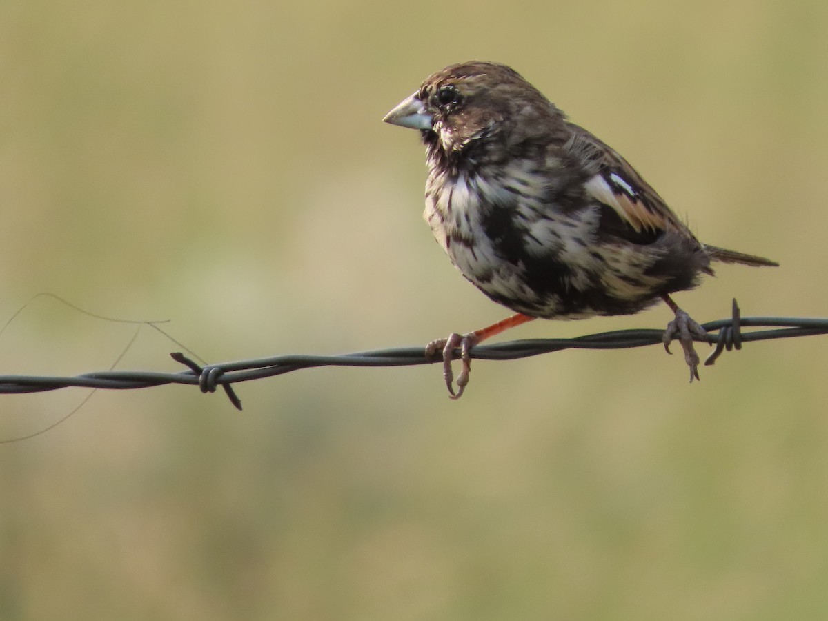 Lark Bunting - ML641832916