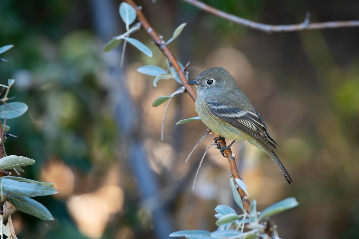 Hammond's Flycatcher - ML641832920