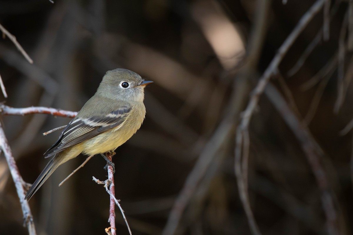 Hammond's Flycatcher - ML641832921