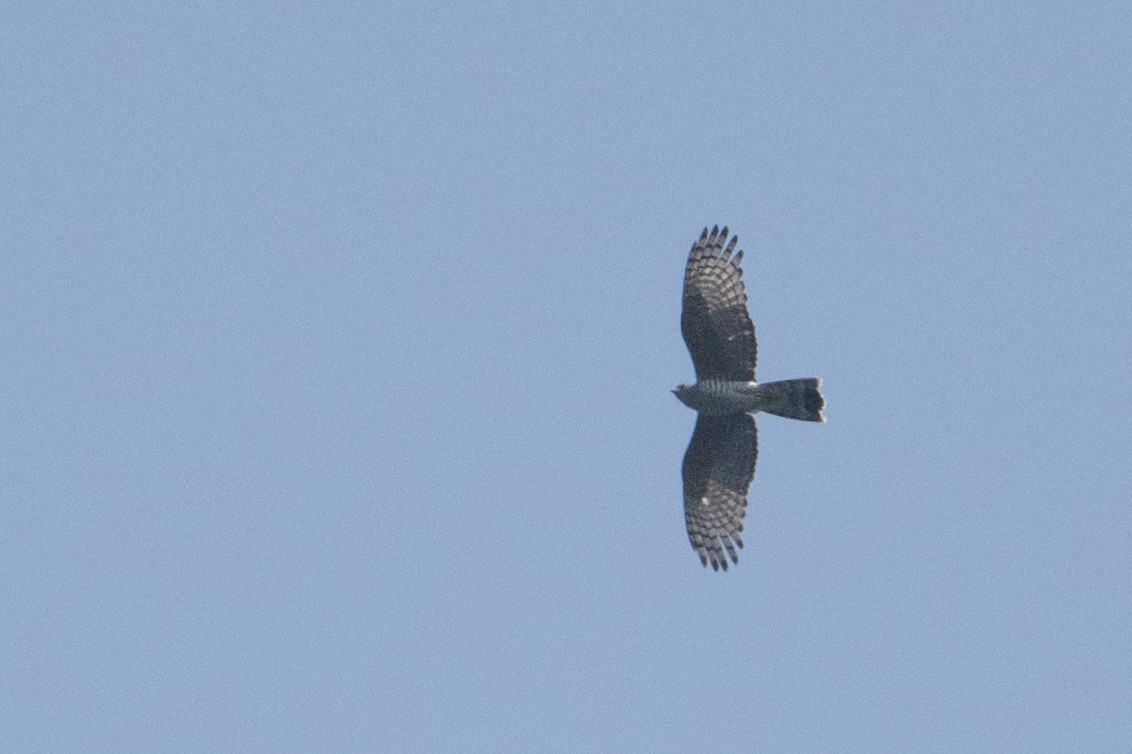 African Cuckoo-Hawk - ML641832929