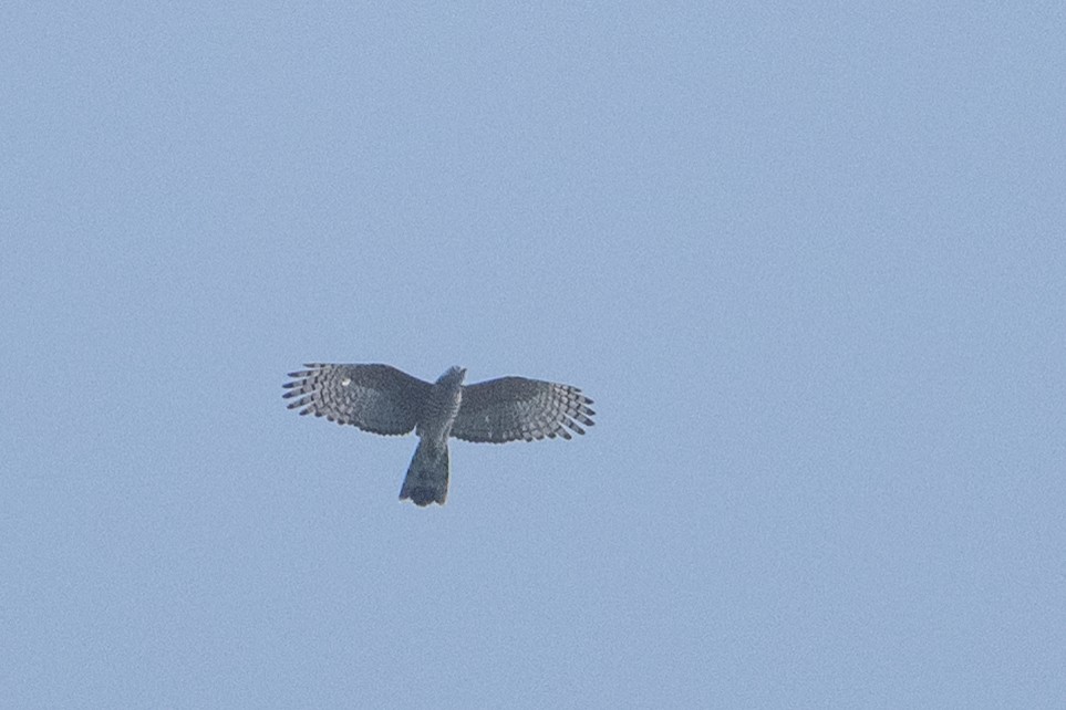 African Cuckoo-Hawk - ML641832935
