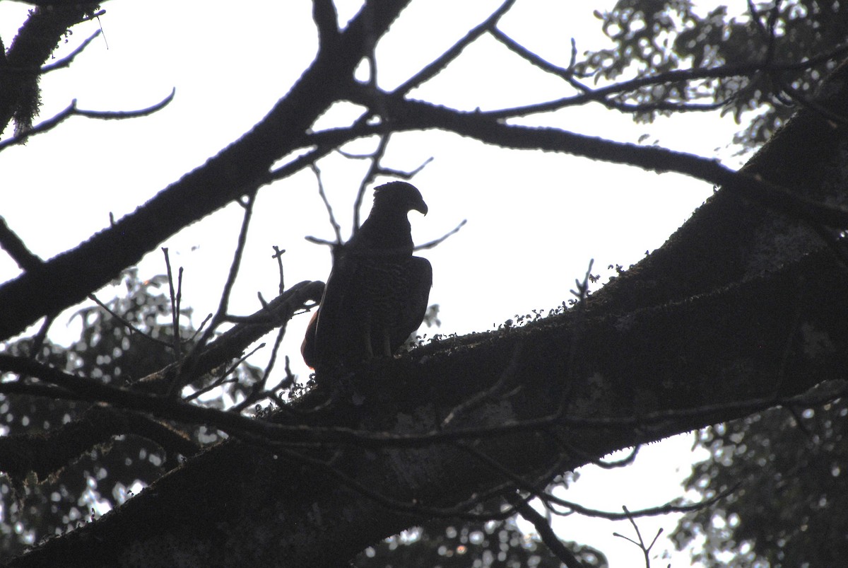 Crested Eagle - ML641832937
