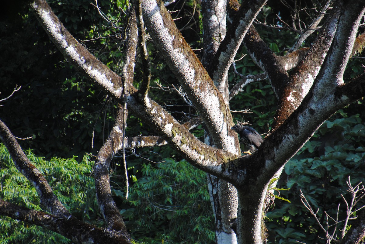 Crested Eagle - ML641832938