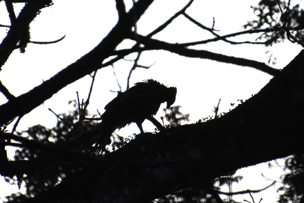 Crested Eagle - ML641832941