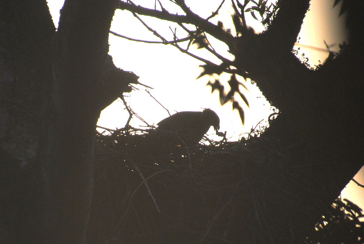 Crested Eagle - ML641832942