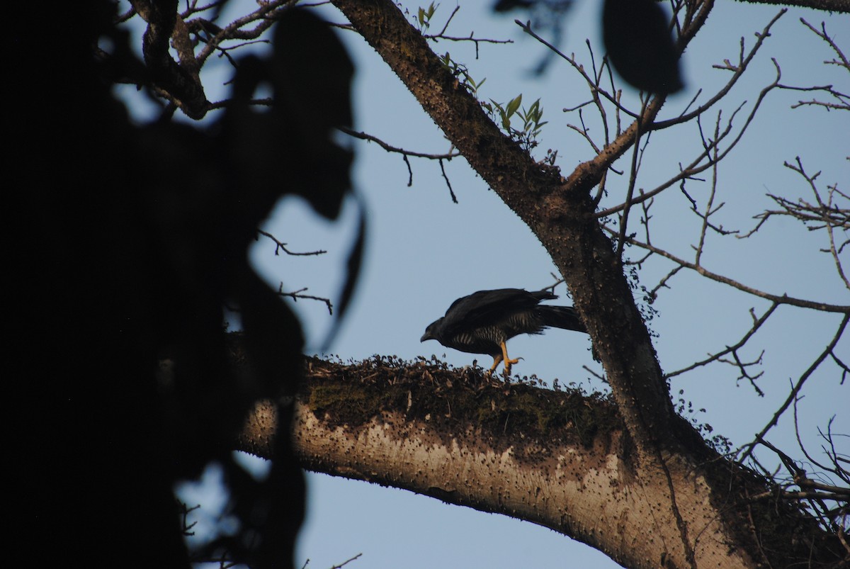 Crested Eagle - ML641832943