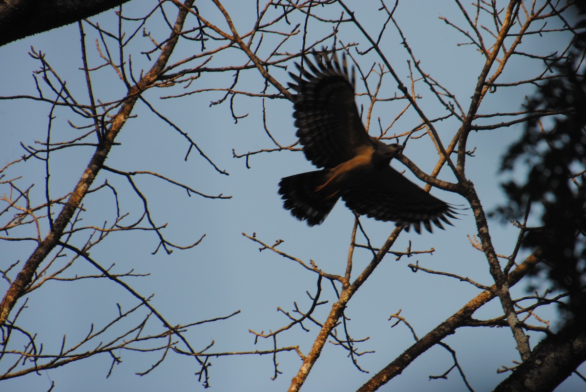 Crested Eagle - ML641832944