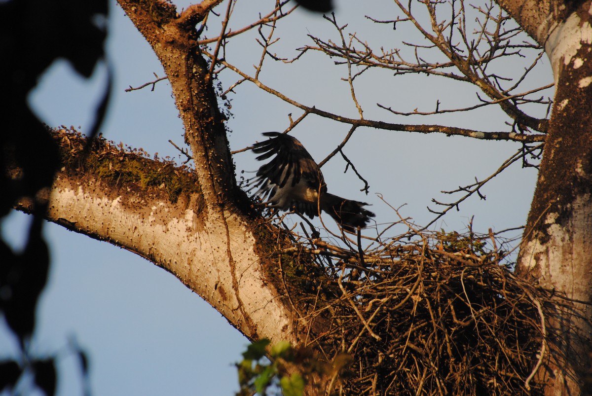 Crested Eagle - ML641832945