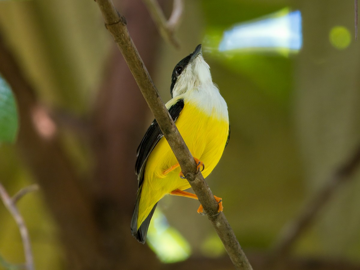 White-collared Manakin - ML641832950