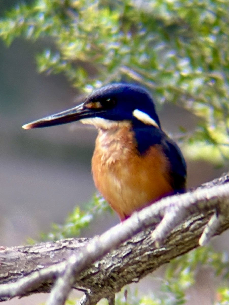 ルリミツユビカワセミ - ML641832954