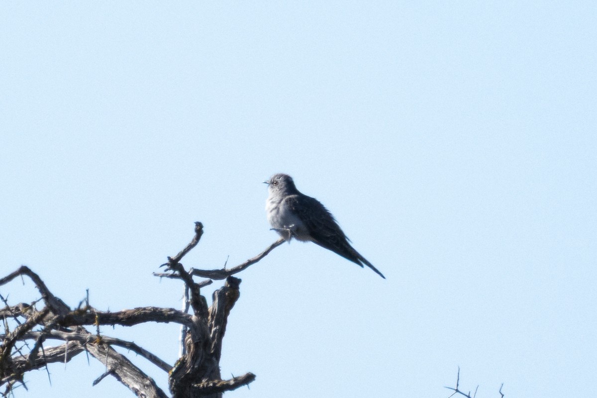 Pallid Cuckoo - ML641832956