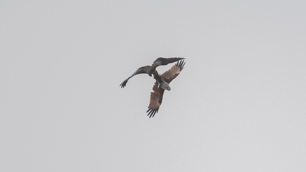 Brahminy Kite - ML641832965