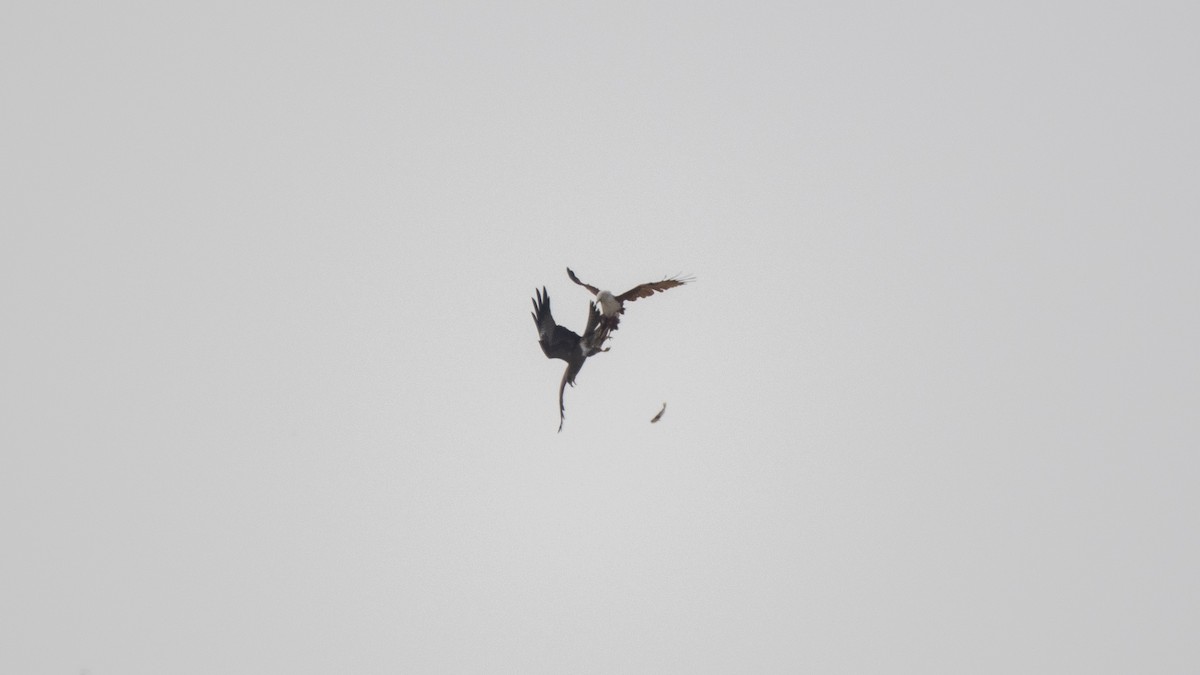 Brahminy Kite - ML641832969