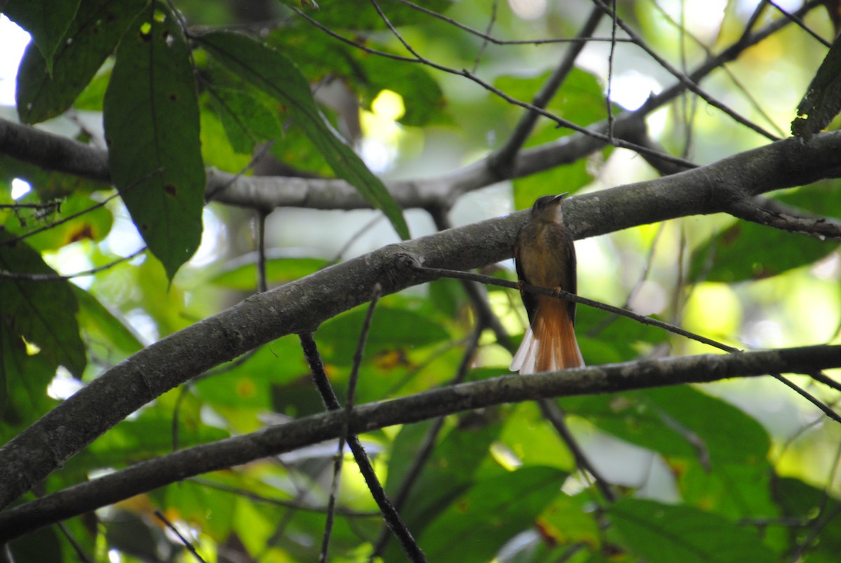 Tropical Royal Flycatcher - ML641832974