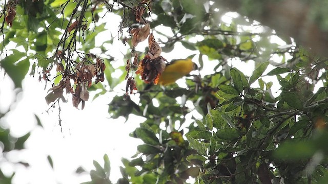 Yellow-backed Oriole - ML641832978