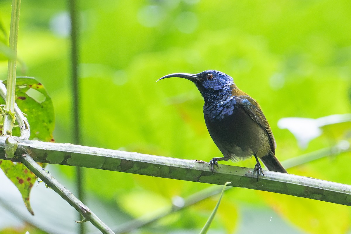 Green-headed Sunbird - ML641833004
