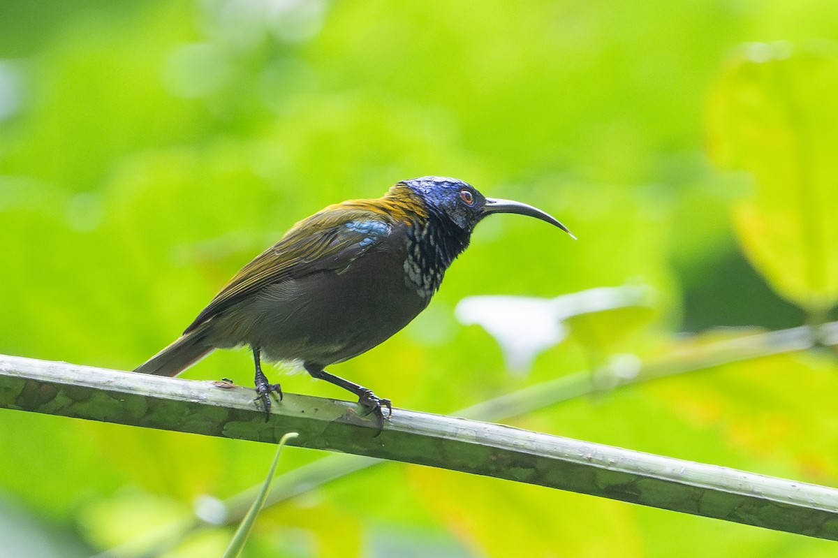 Green-headed Sunbird - ML641833011