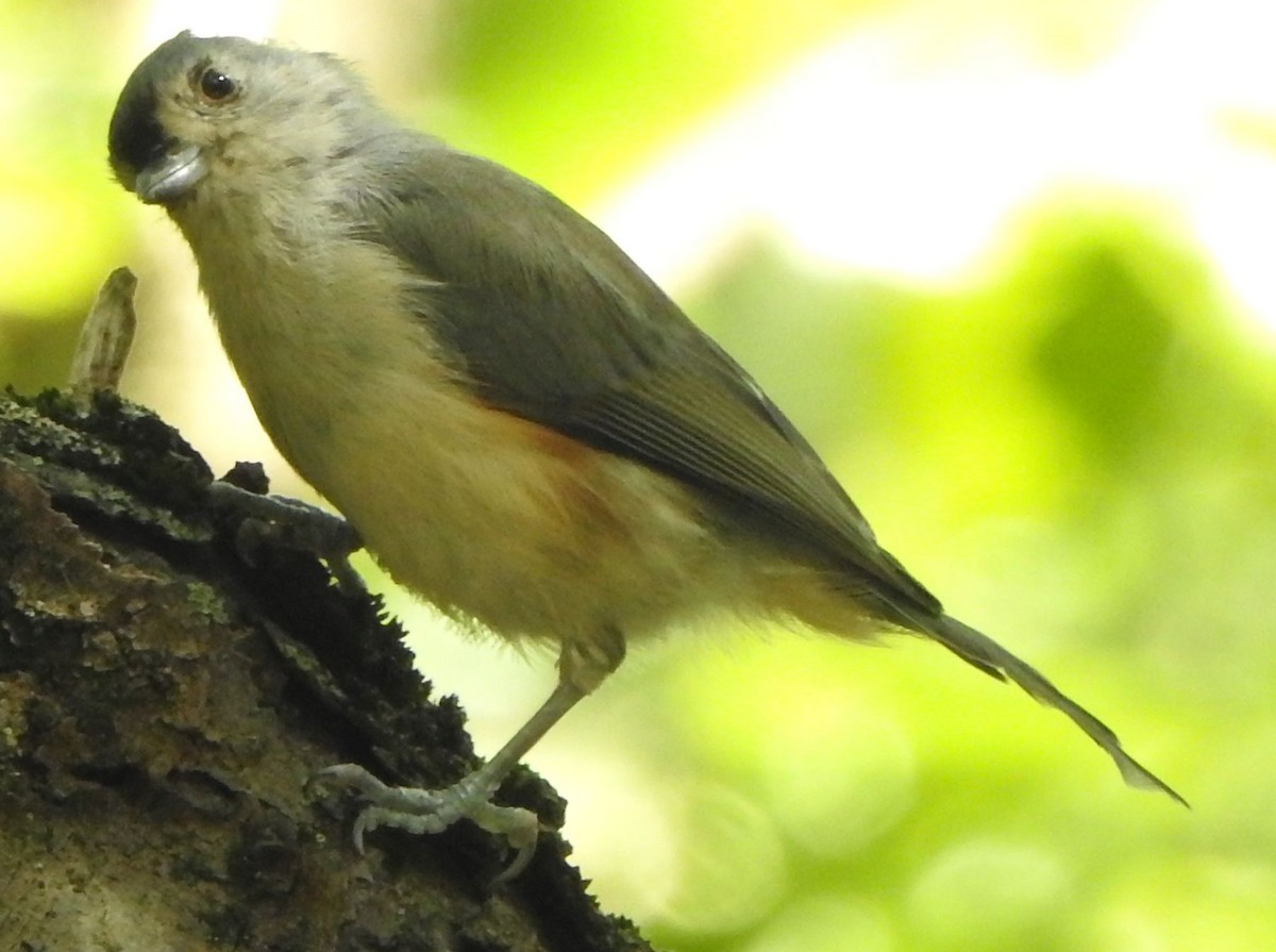 Tufted Titmouse - ML641833013