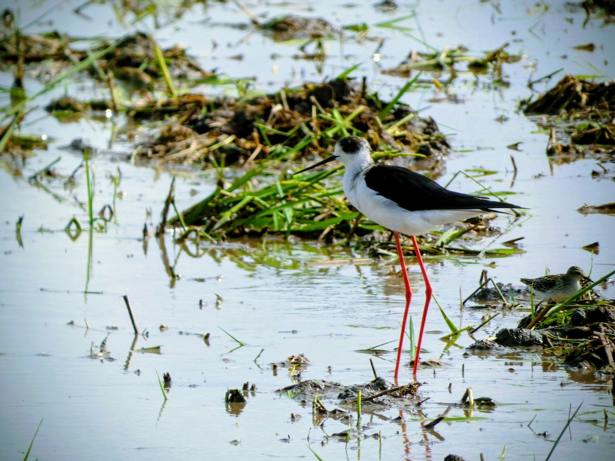 Black-winged Stilt - ML641833032