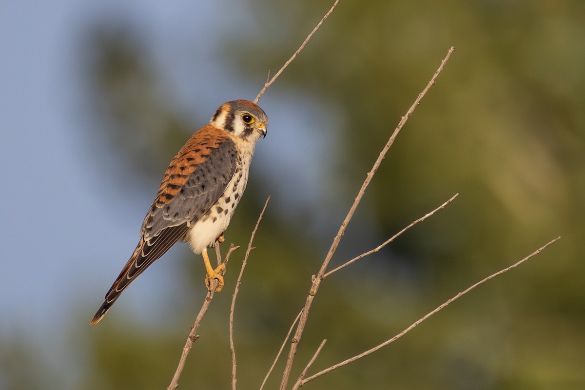 American Kestrel - ML641833039