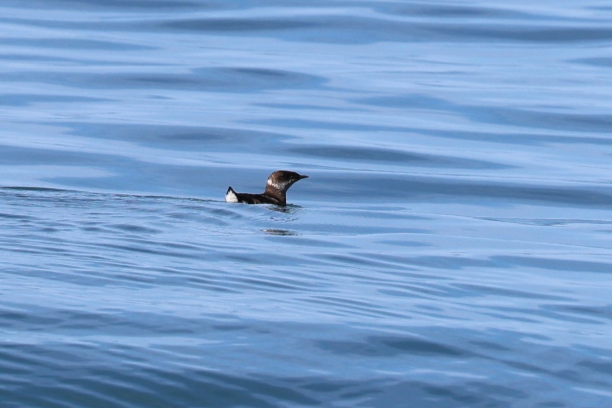 Marbled Murrelet - ML641833042
