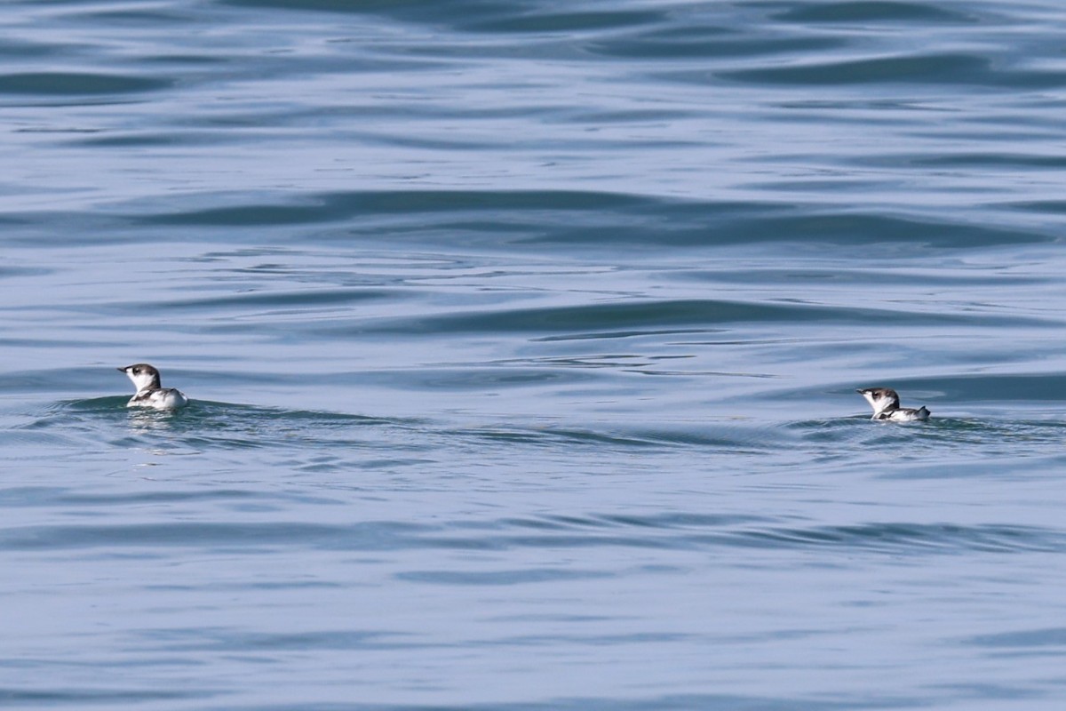 Marbled Murrelet - ML641833043