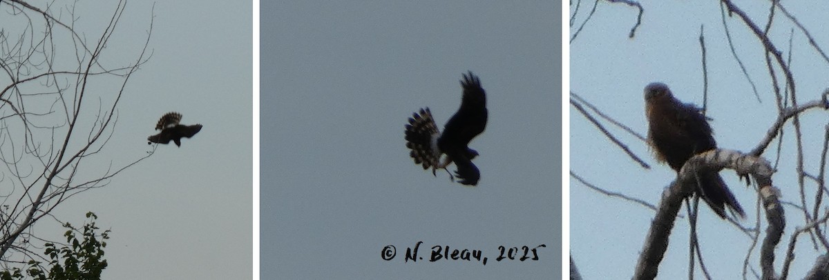 Northern Harrier - ML641833048
