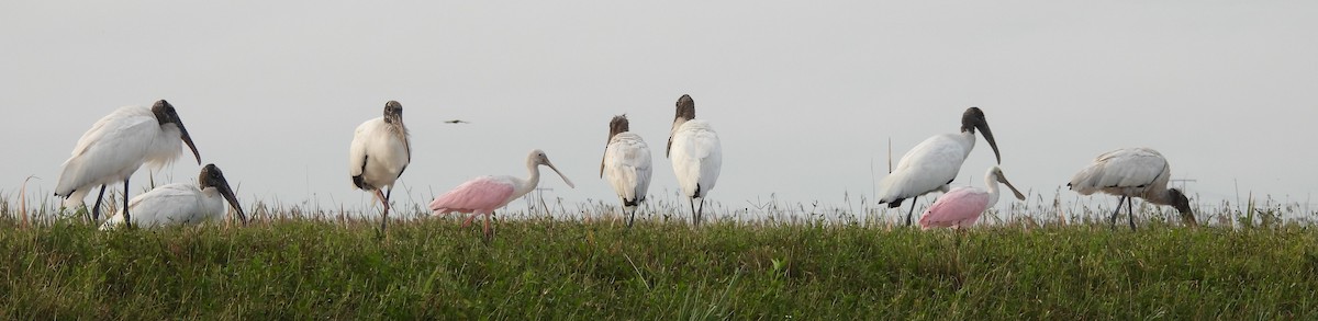 Wood Stork - ML641833052