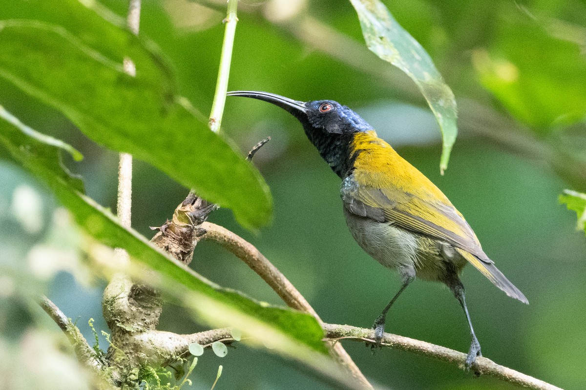 Green-headed Sunbird - ML641833072