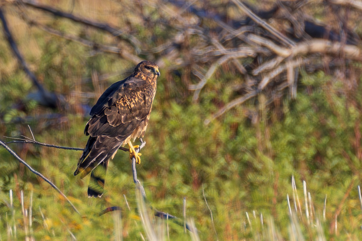 Northern Harrier - ML641833087