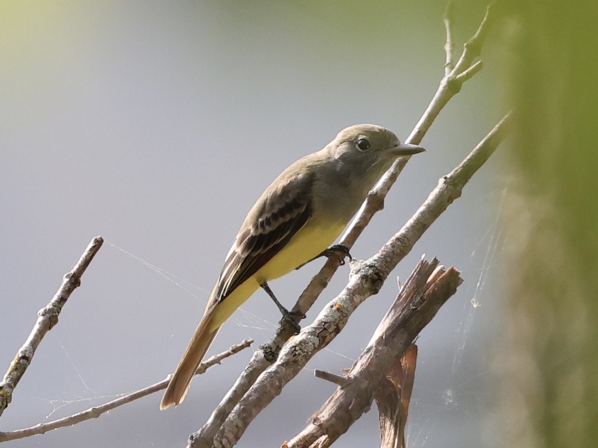 Great Crested Flycatcher - ML641833105