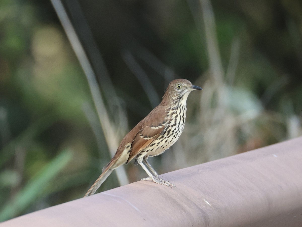 Brown Thrasher - ML641833115