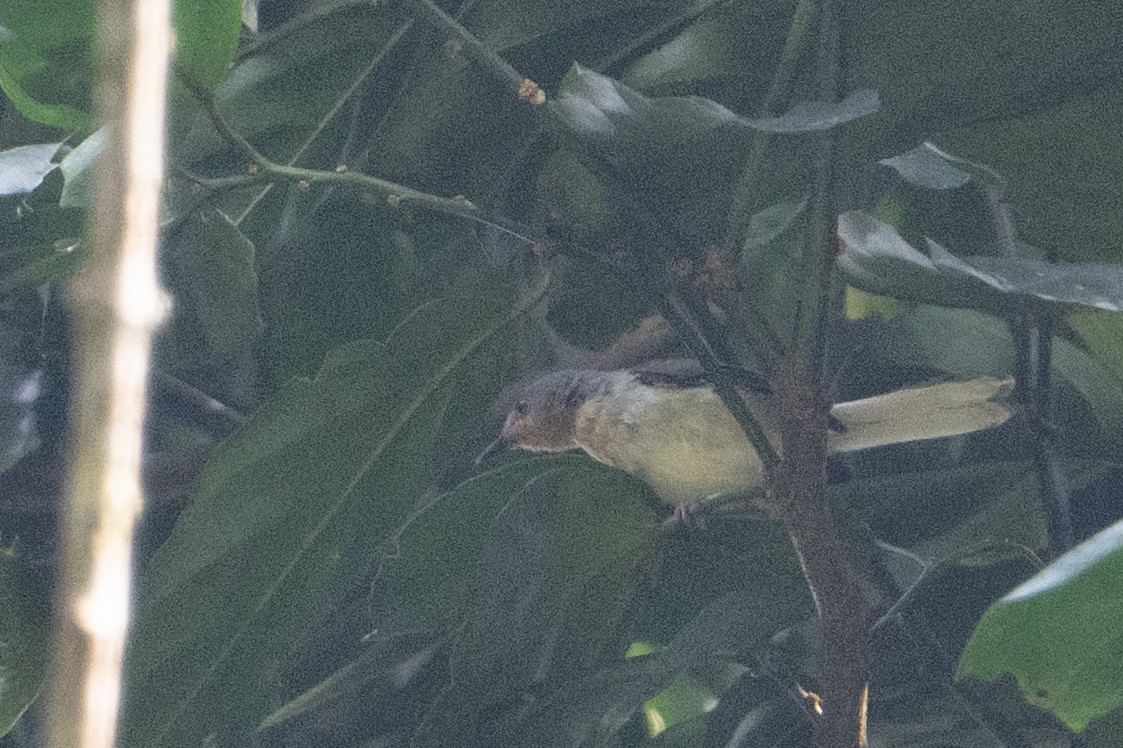 Buff-throated Apalis - ML641833122