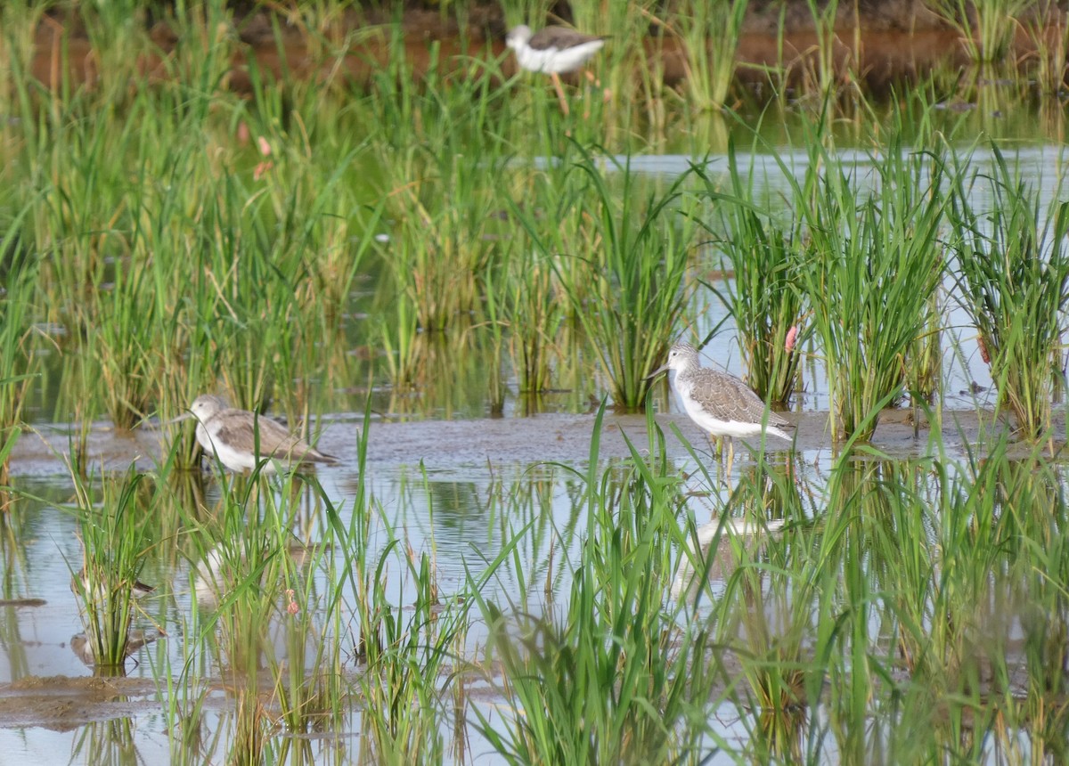Common Greenshank - ML641833138
