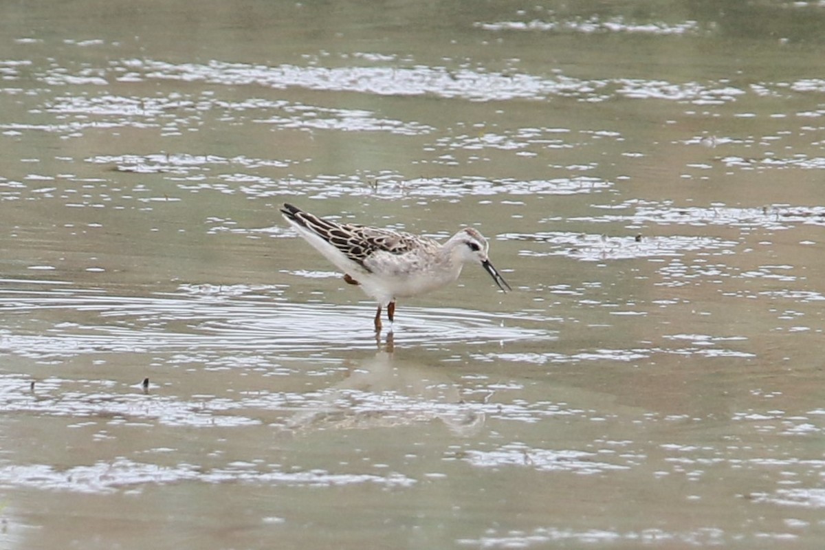 Wilson's Phalarope - ML641833149