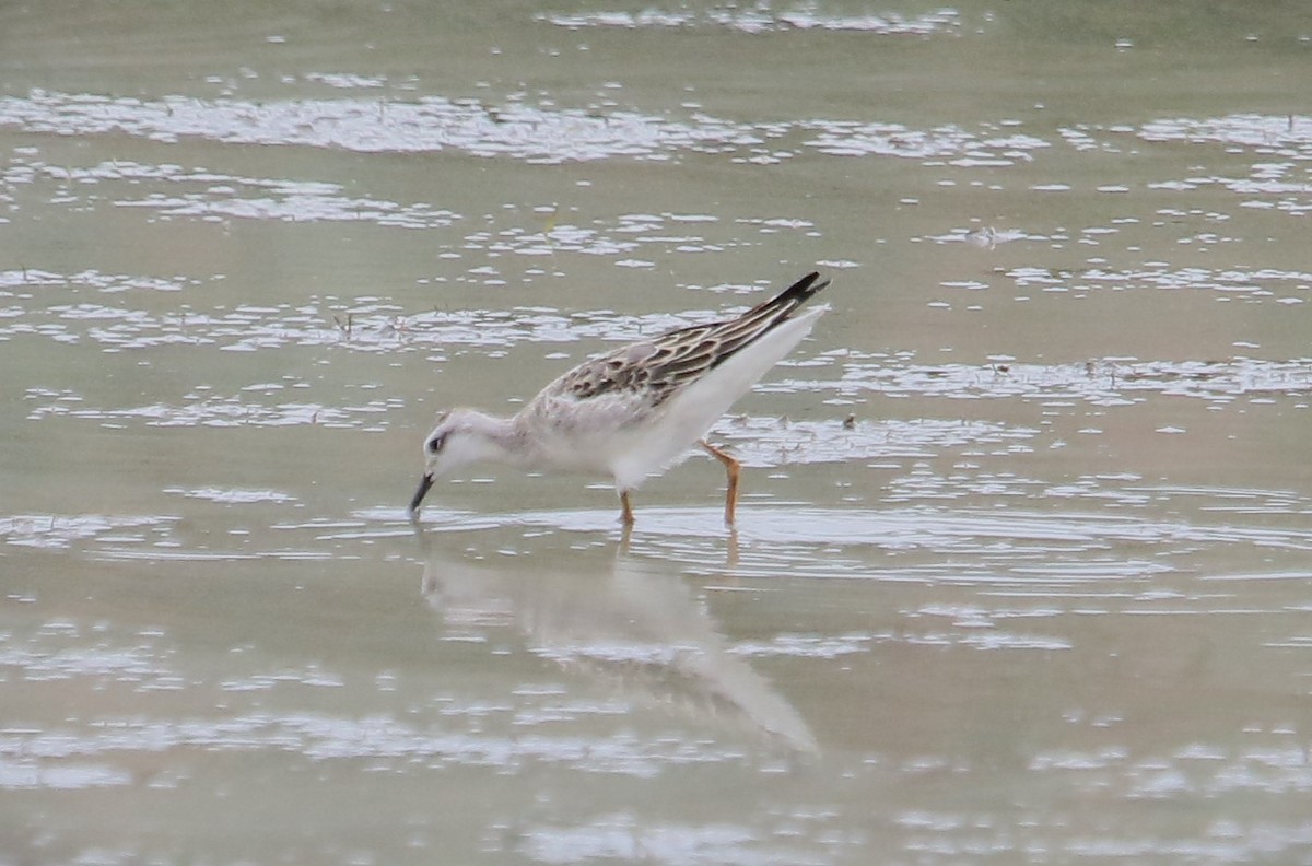 Wilson's Phalarope - ML641833150