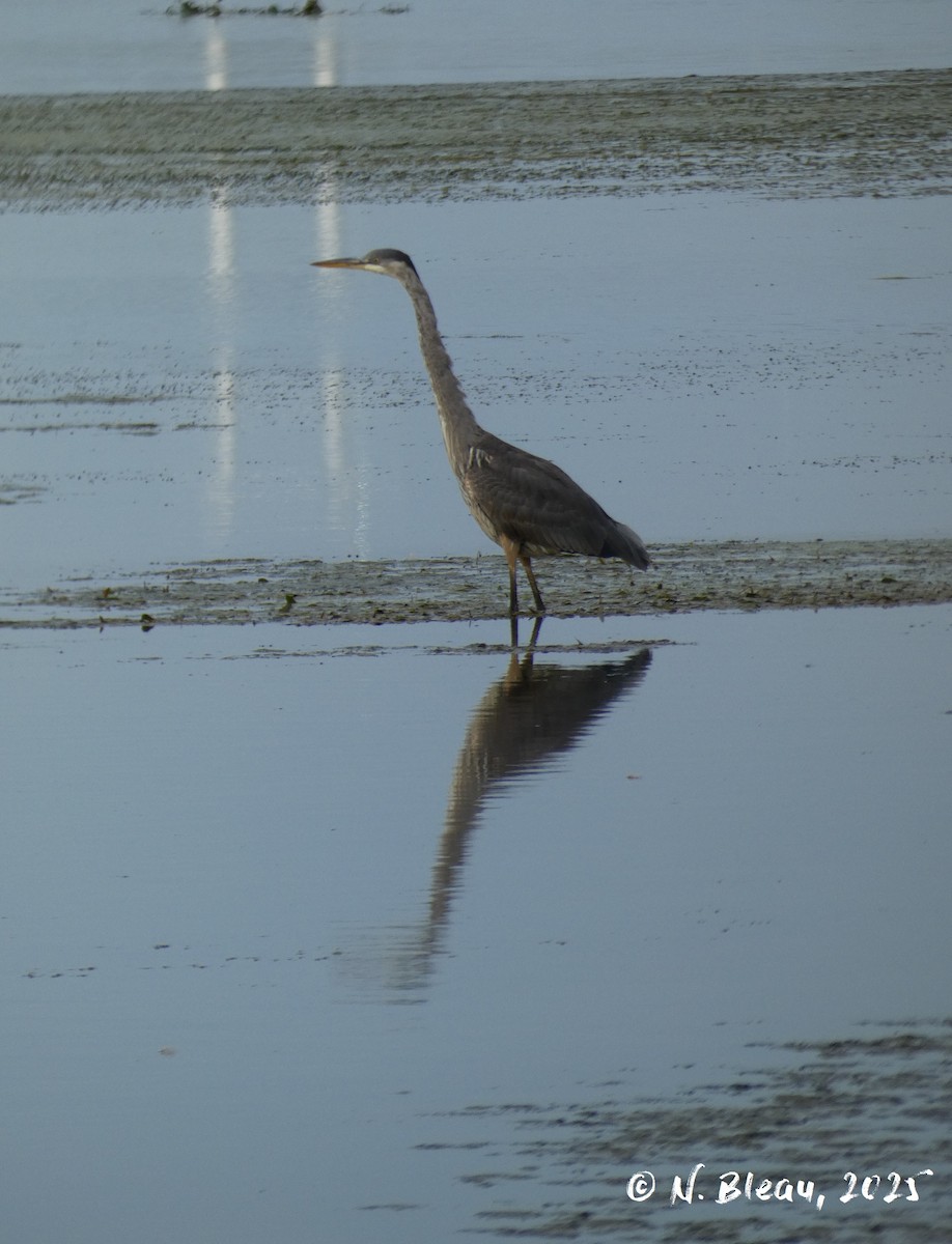 Great Blue Heron - ML641833157