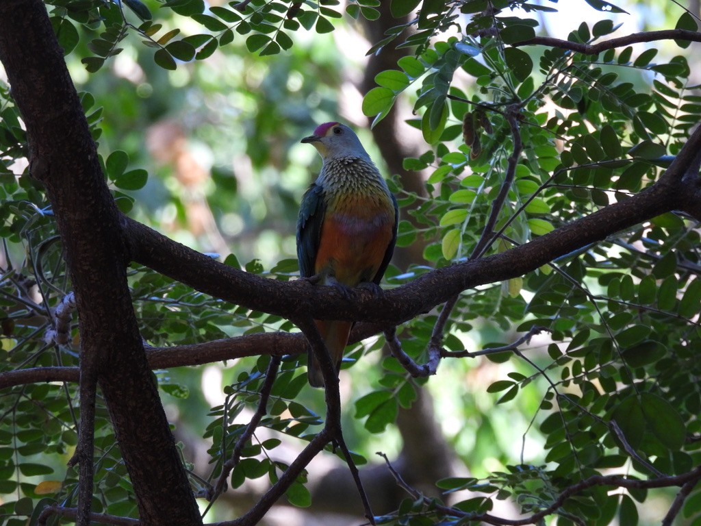 Rose-crowned Fruit-Dove - ML641833159