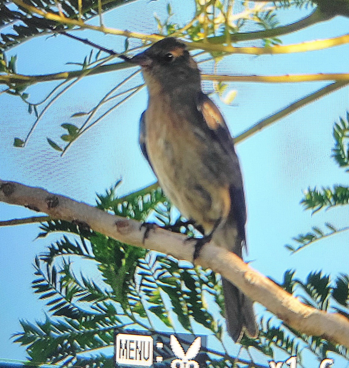 Lazuli Bunting - ML641833162