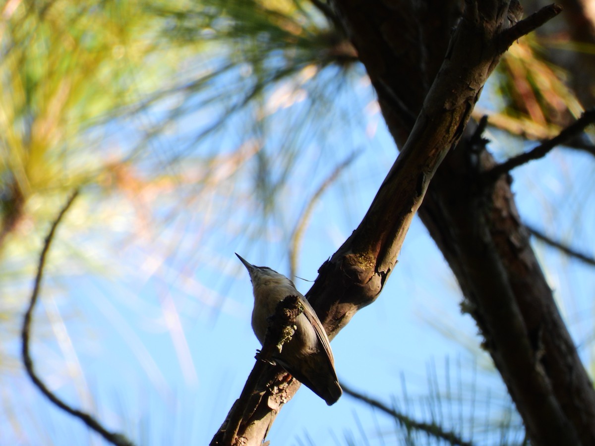 Brown-headed Nuthatch - ML641833169