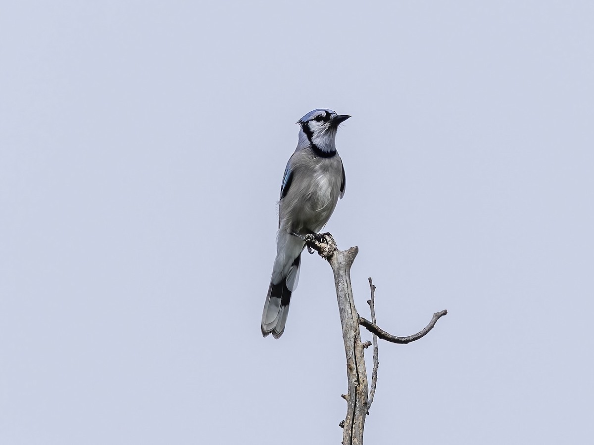 Blue Jay - ML641833173