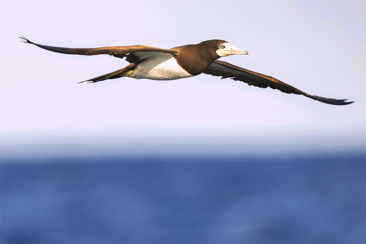 Brown Booby - ML641833178