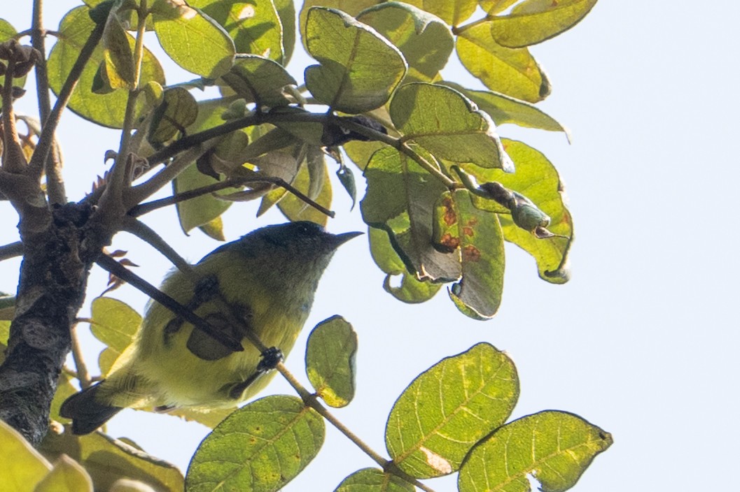 Collared Sunbird - ML641833181