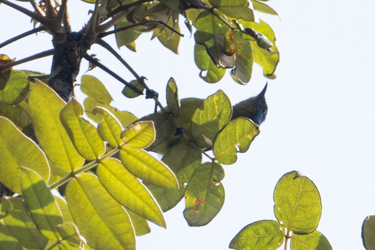 Collared Sunbird - ML641833184