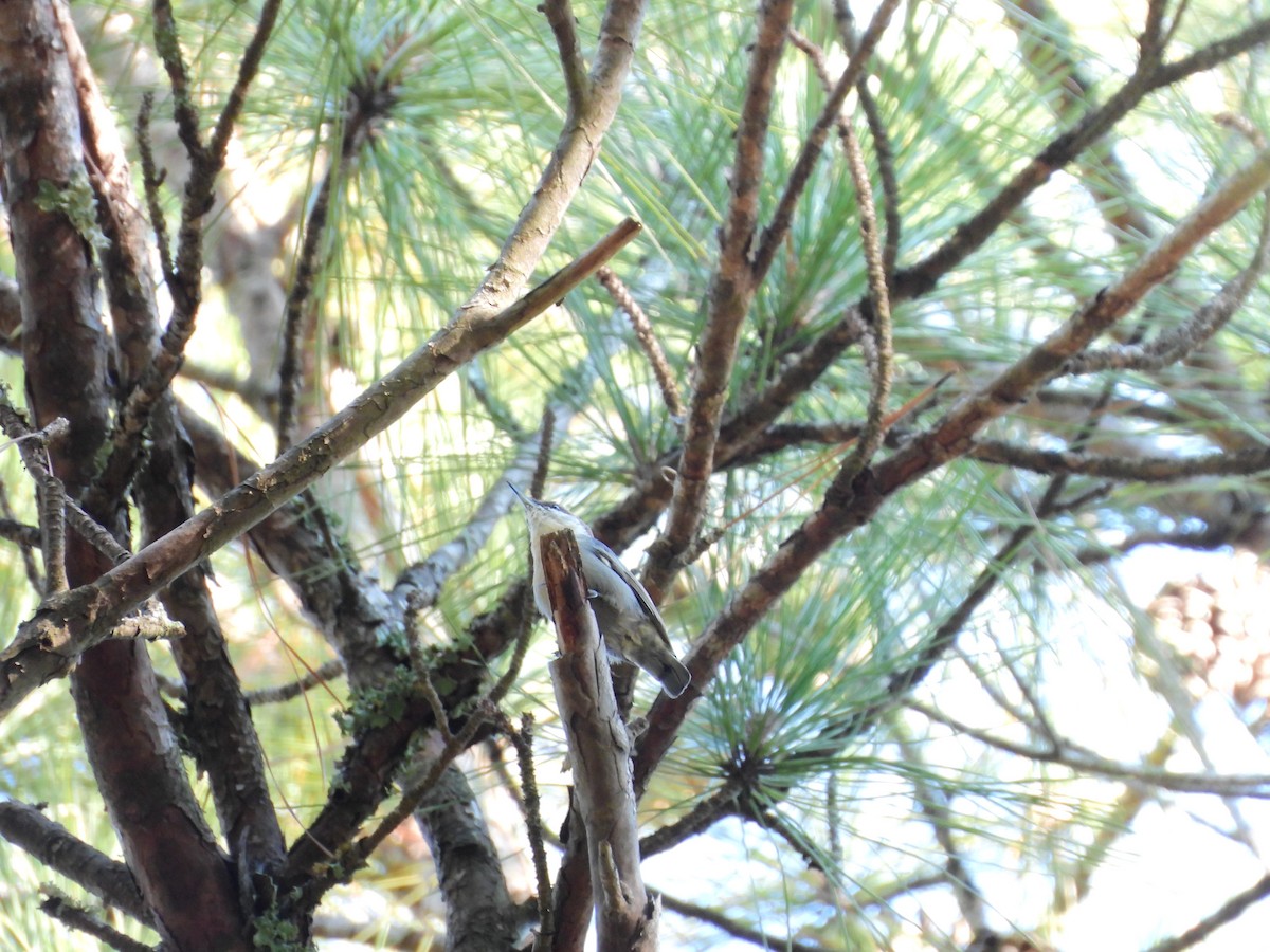 Brown-headed Nuthatch - ML641833187