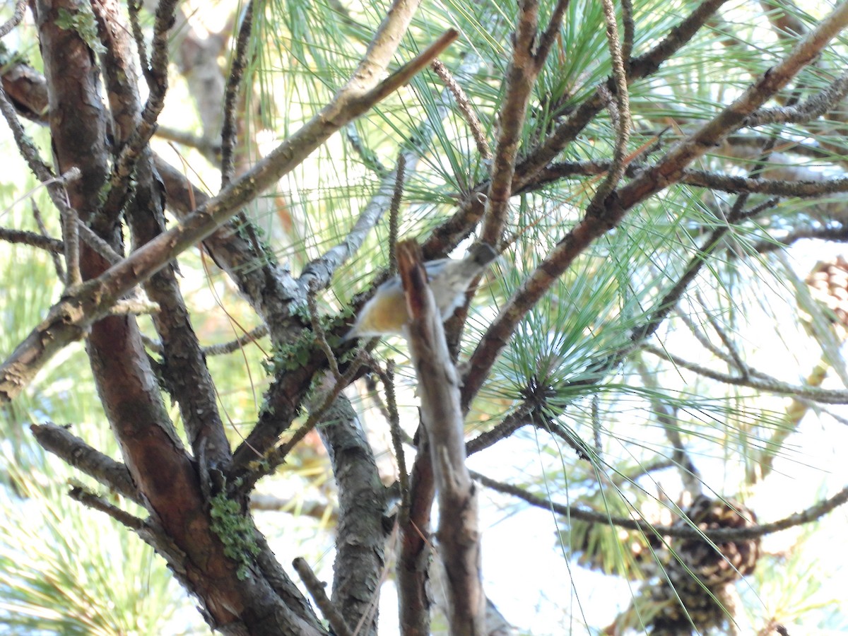 Brown-headed Nuthatch - ML641833189